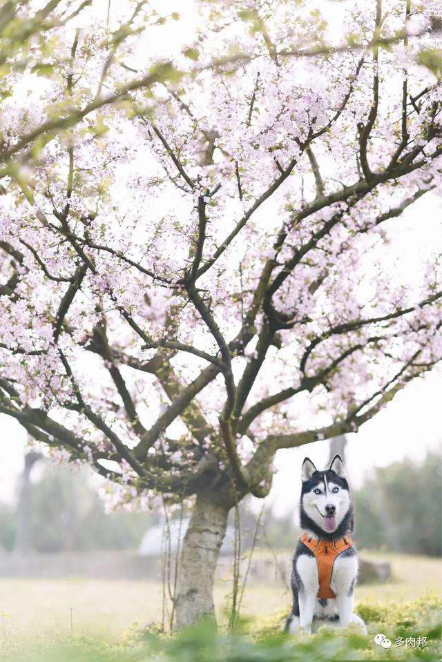 每日一花 樱花 知乎