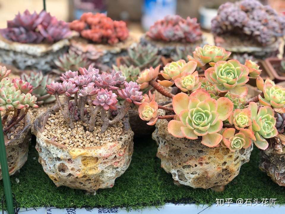 高手养多肉 记住 4个口诀 叶子厚 枝干粗 半年养爆盆 知乎