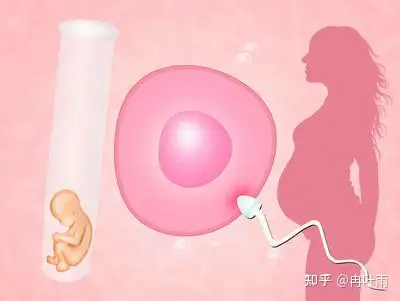 成都三代试管多少钱（试管婴儿流程都有哪些 试管婴儿的具体步骤详述）
