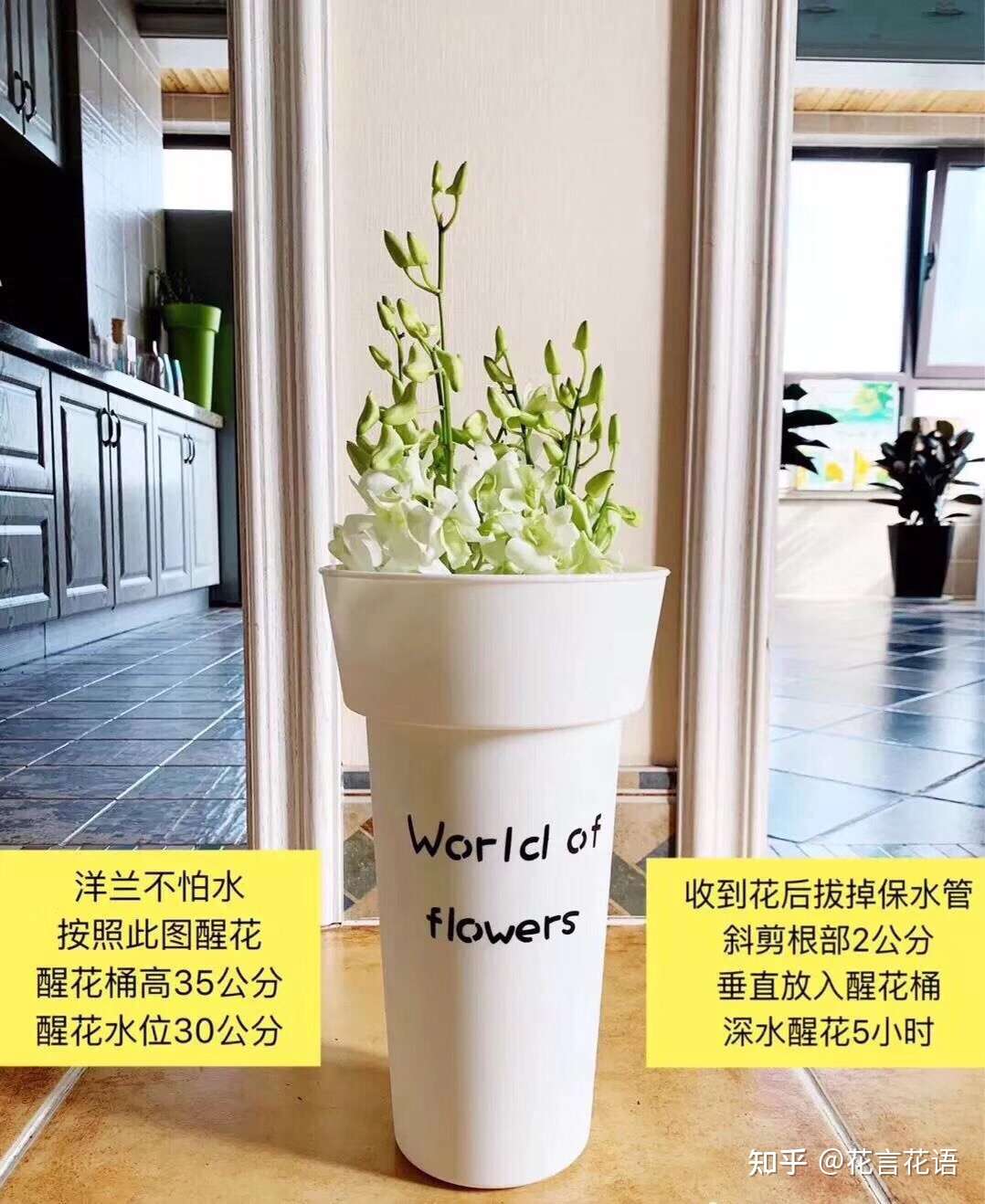 鲜切花洋兰养护方法 知乎