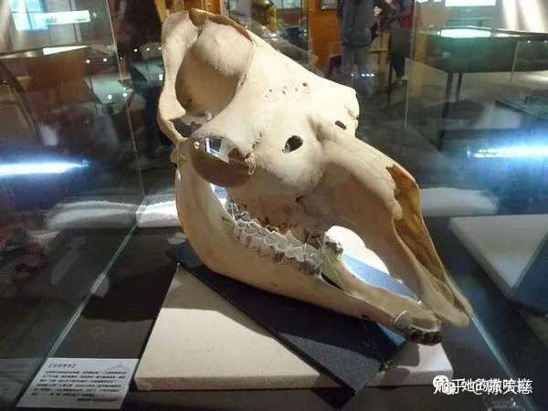 那些年三毛教我们的文化课骆驼头骨