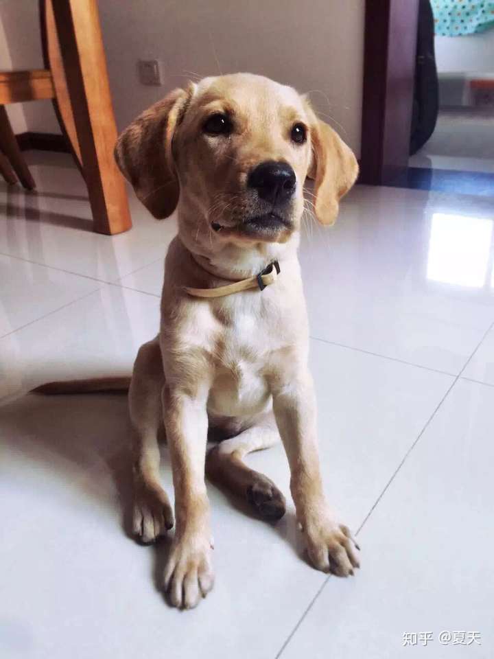 养拉布拉多是什么体验需要注意些什么