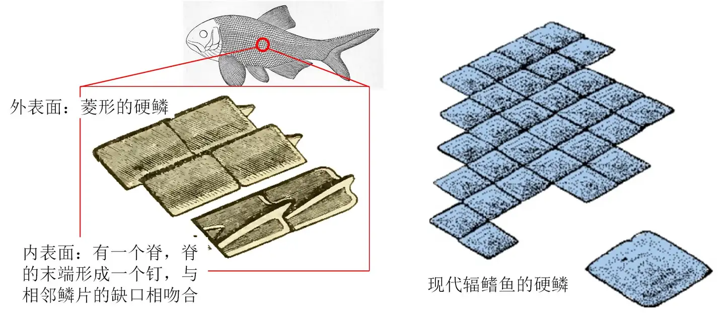 动物分类志 辐鳍鱼纲 鲟形目 知乎