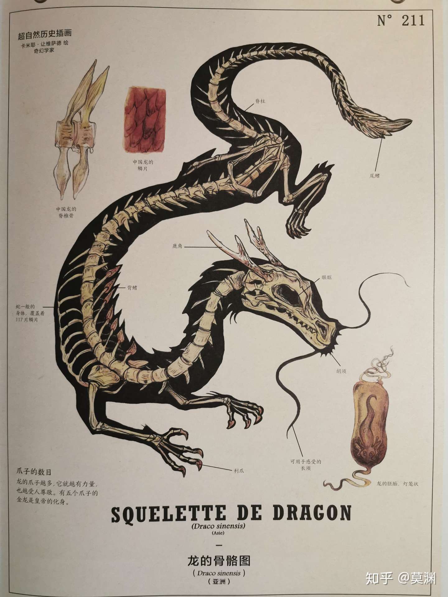 中国龙与西方龙 结构与文化差异 知乎