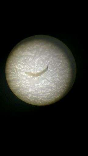 刷牙漱口时吐出小虫子