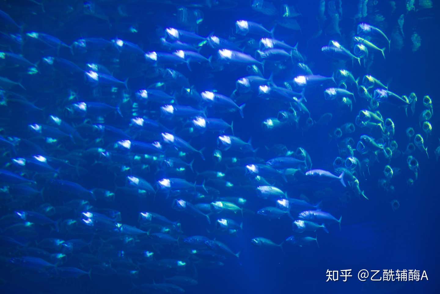 闲来无事 大阪一日 知乎