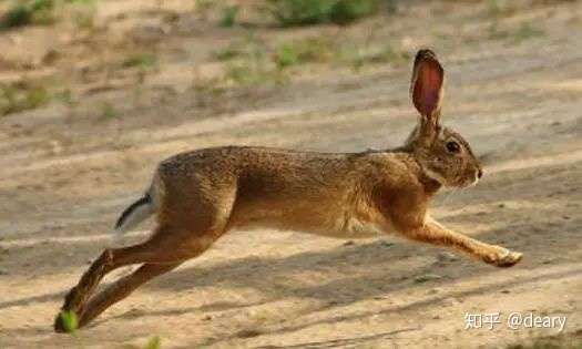 嫦娥五号回家一小动物抢镜