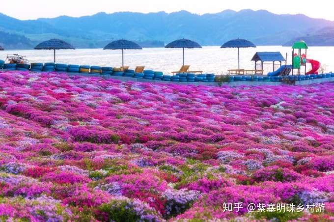 花谷花开正当时 网红花海又刷屏 迁西县雨花谷花海春日盛放 知乎