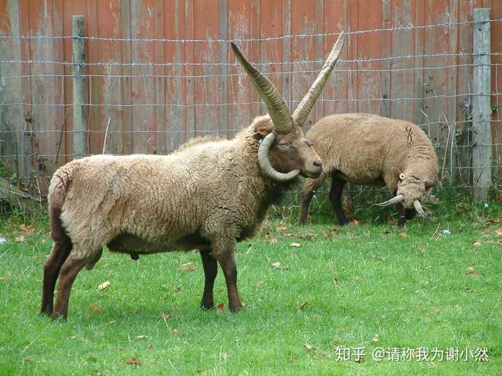 以下品種的羊不止兩隻角: hebridean icelandic jacob manx loaghtan