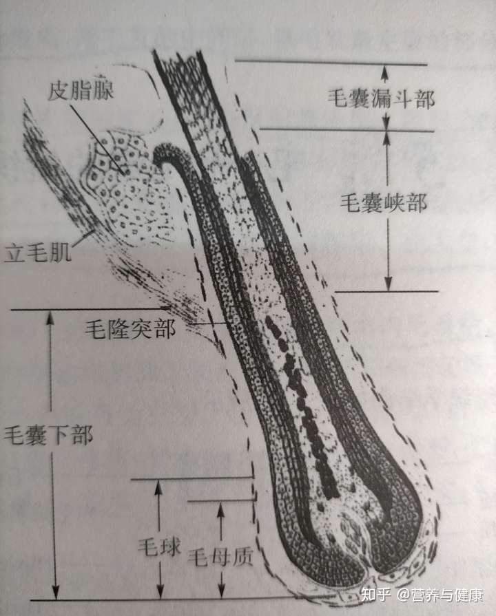 一,毛发的解剖 从解剖学角度,毛发包括毛和毛囊两部分结构但在毛囊