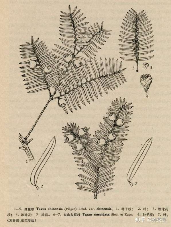 科学绘画 裸子植物类的红豆杉家族成员 知乎