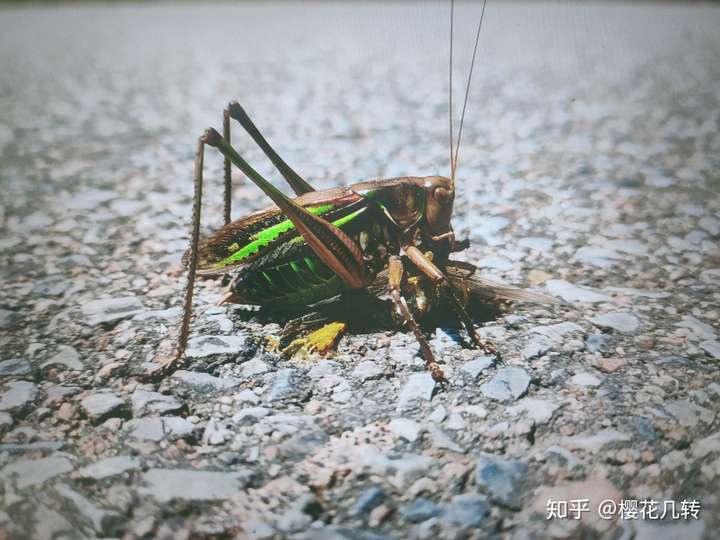 很多蝴蝶吃屎 没想到吧. 蝈蝈其实是杂食的,还吃直翅近亲尸体.
