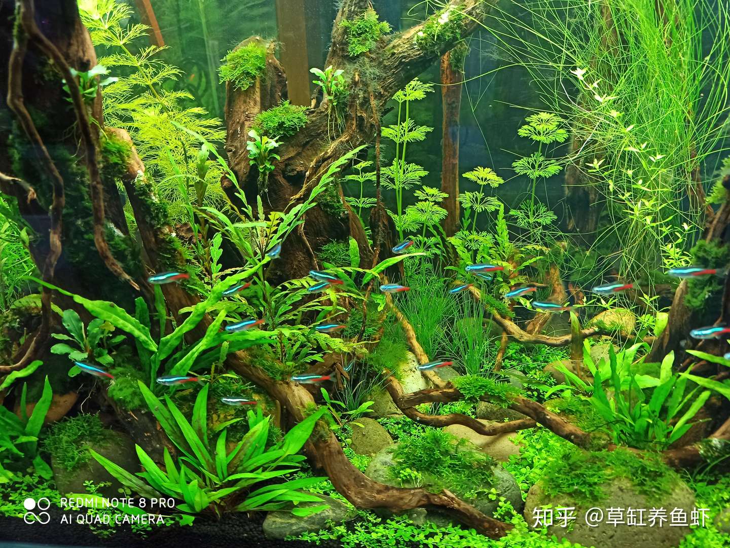 鱼缸造景必读 好的造景不仅是漂亮 更要和谐 否则造景不会长久 知乎