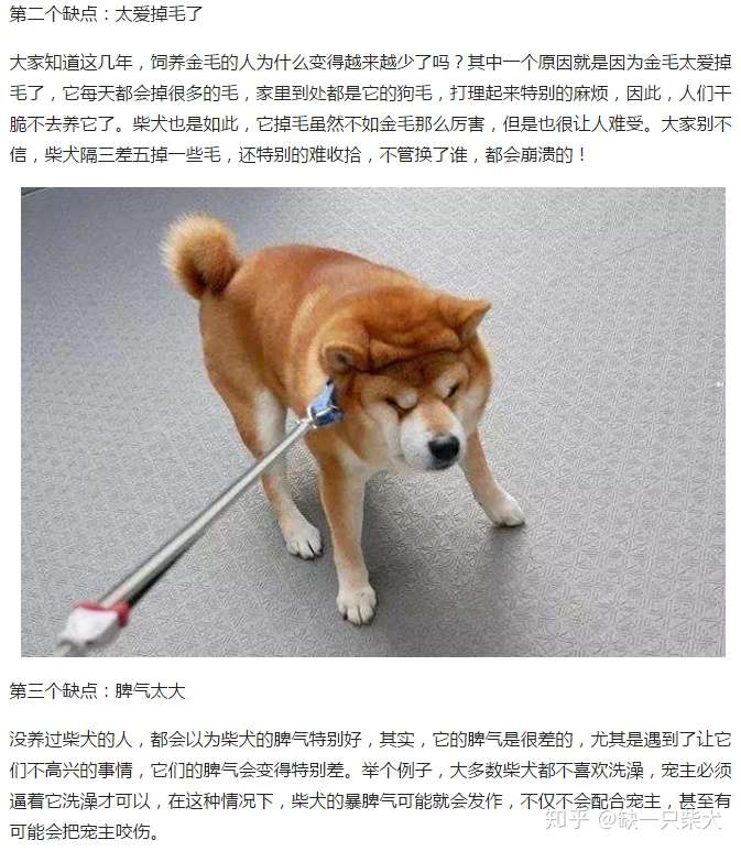 柴犬真的像网上说的有那么多缺点吗 真正的养柴人是这样说的 知乎