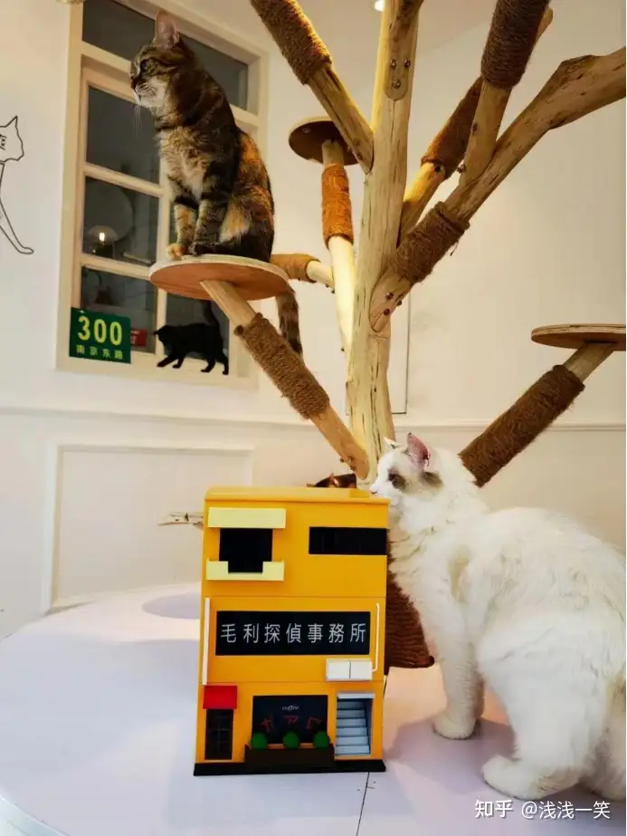这家撸猫馆的猫咪这么丑 但客人却络绎不绝 知乎