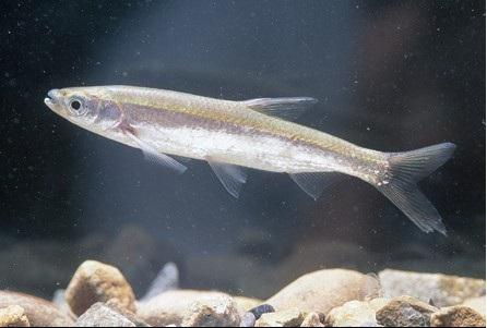 买了个72*53*44的缸,养什么鱼最好养?(就是不容易挂)?