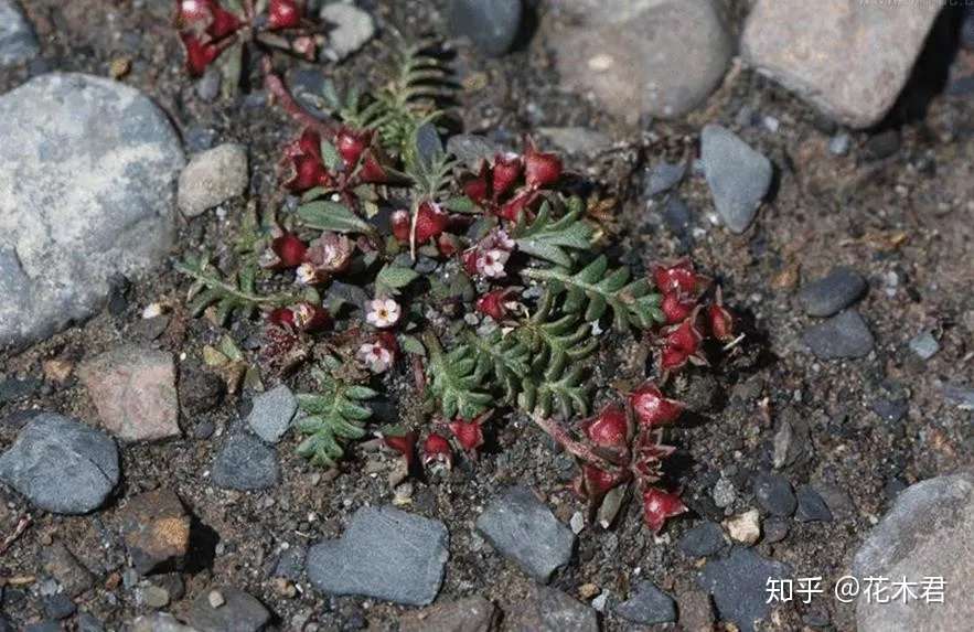 国家 级重点保护珍稀濒危植物 羽叶点地梅 知乎