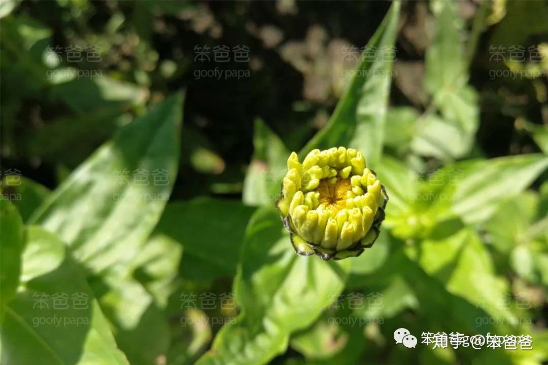 色彩缤纷 摇曳多姿的菊花仙子 百日菊 知乎