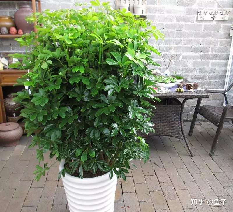 鹅掌柴 鸭脚木 的鉴赏与养护 知乎