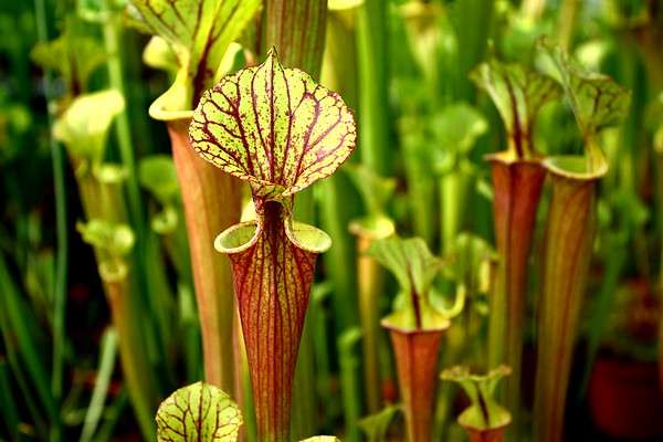 夏天养这6种吃蚊子花 蚊香都省了 知乎