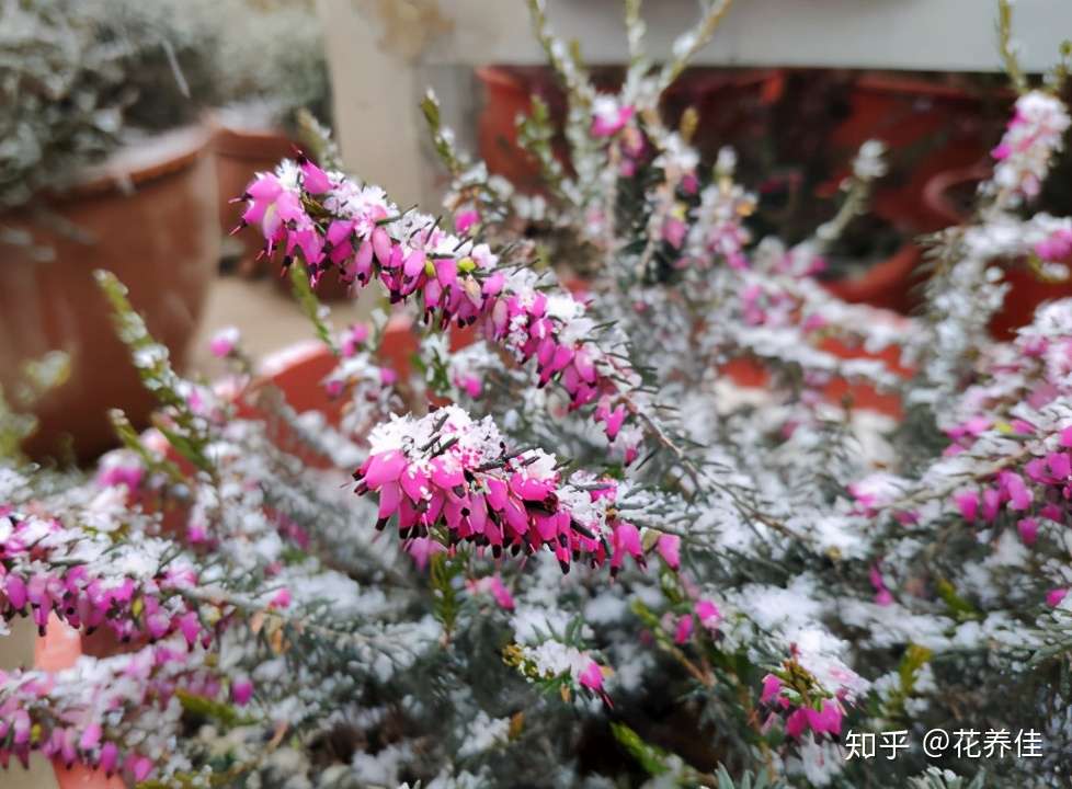 这6种花超级耐寒 在冬天的雪地里仍然开得很惊艳 知乎