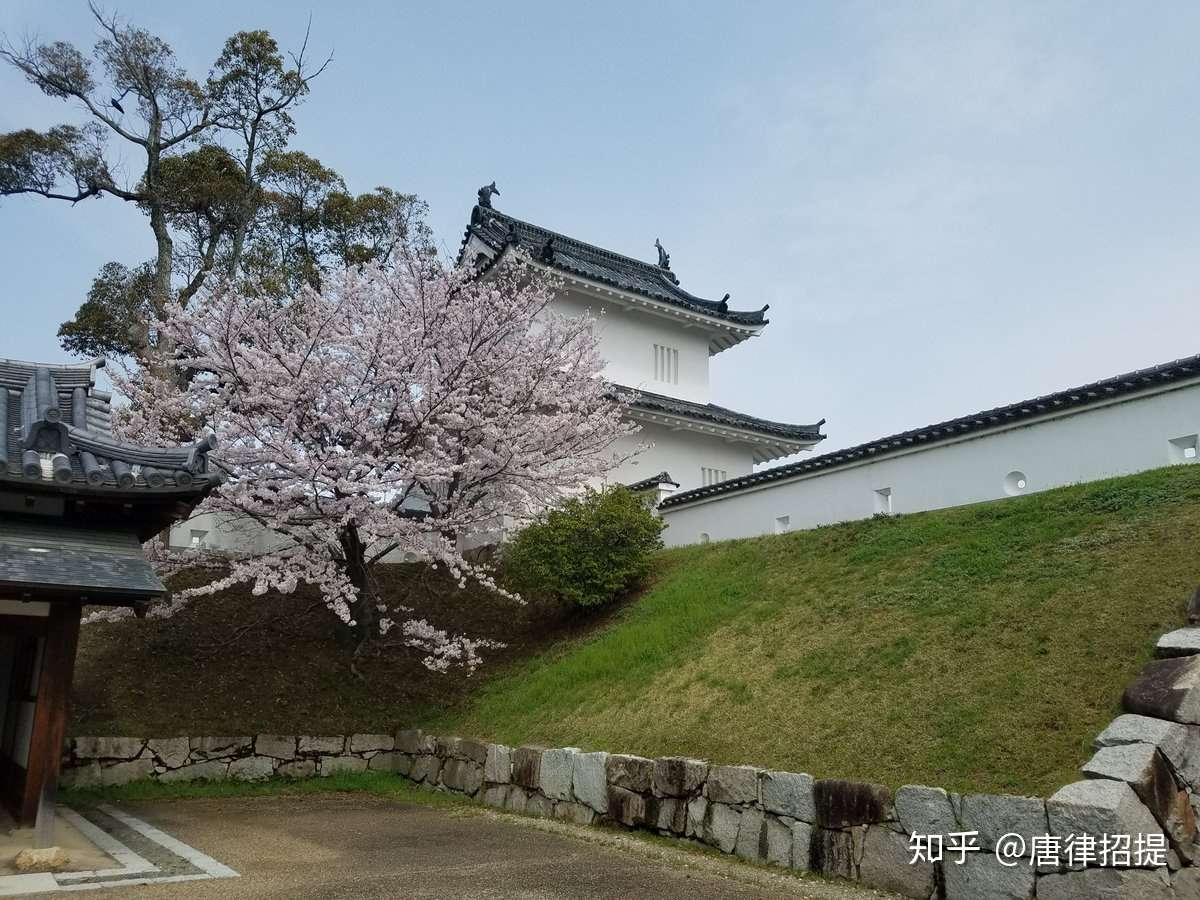 日本樱花的秘密 知乎