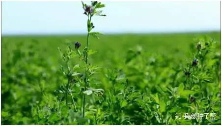 你不知道的植物秘密 为什么说紫花苜蓿是 牧草之王 知乎