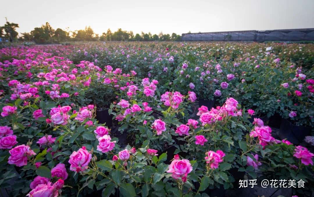 月季养护 五月花事 知乎