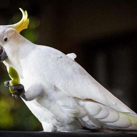 葵花凤头鹦鹉 知乎