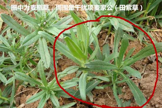 春食野菜正当时 介绍11种早春常见野菜 知乎