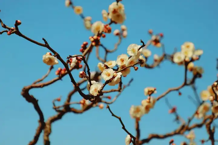 快来看（莘庄赏梅习俗非遗）莘庄梅园可以观赏到梅花吗多少钱 第5张