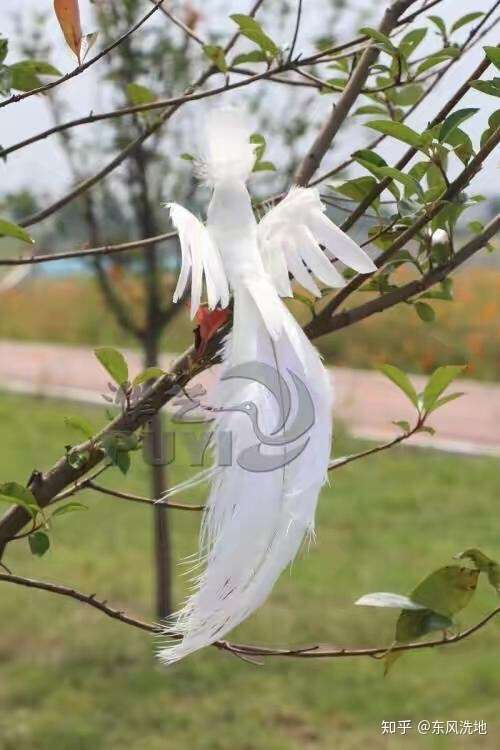 有没有一种鸟浑身雪白尾巴很长像白孔雀一样体型比白孔雀小的