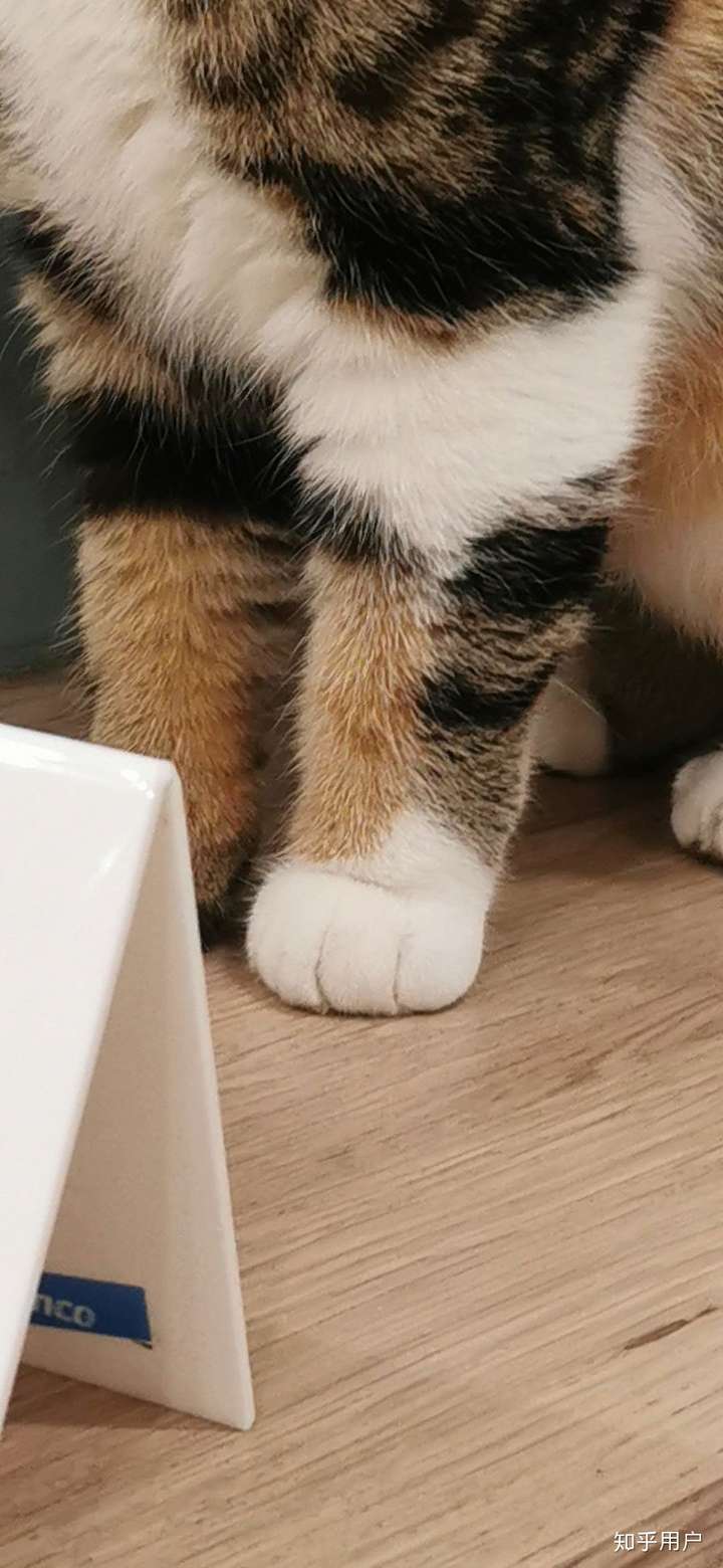 为什么各种颜色的猫都有白手套,却没有其他颜色的手套?