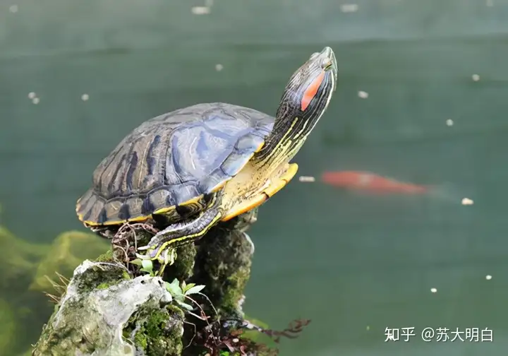 怎么可以錯(cuò)過（巴西紅耳龜?shù)馁Y料大全 最大）巴西紅耳龜是巴西龜嗎，每年新增3800萬，巴西紅耳龜泛濫中國，為什么不發(fā)動(dòng)吃貨消滅，爬山的句子唯美短句，