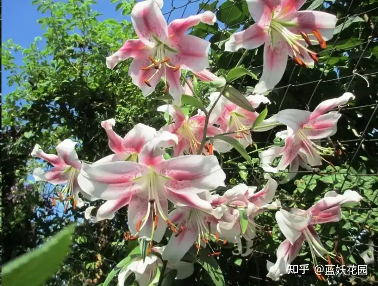 蓝妖 百合花种球的种植方法和注意事项 这些点一定要注意 知乎