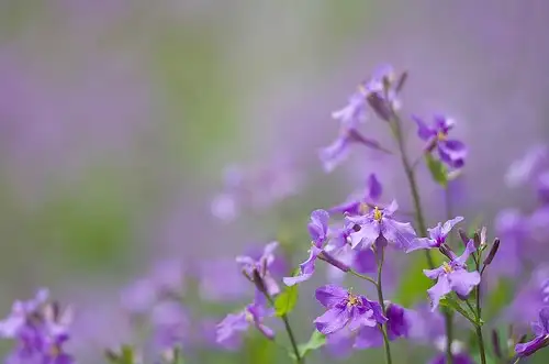 四月上旬诞生花 知乎