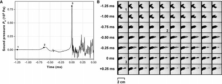 枪虾合个钳子将水汽化后的周围温度真的有太阳表面温度那么高吗