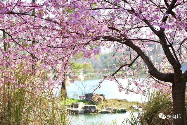 每日一花 樱花 知乎