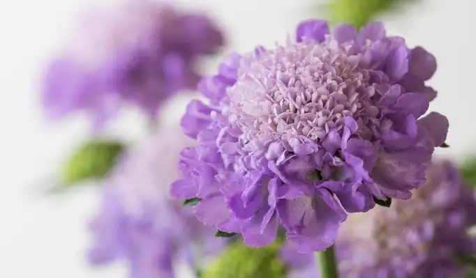 6月下旬诞生花 知乎