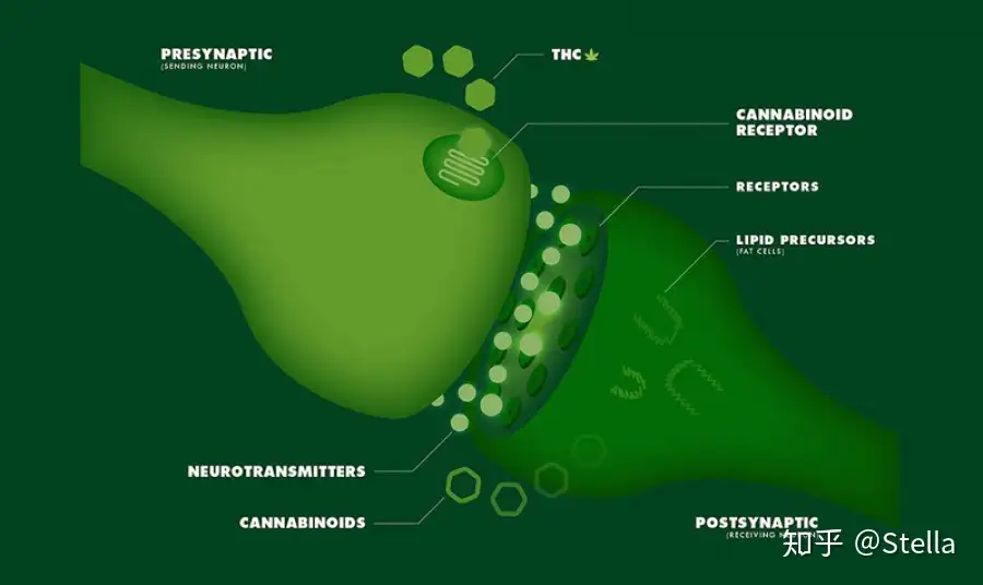 Cbd大麻二酚的好处和副作用 知乎
