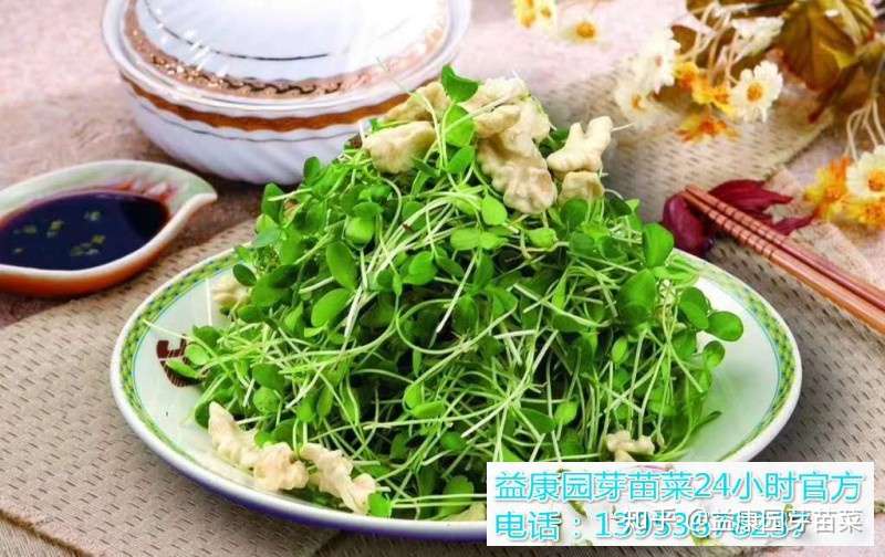 空心菜芽苗菜的作用和功效以及食用方法 知乎