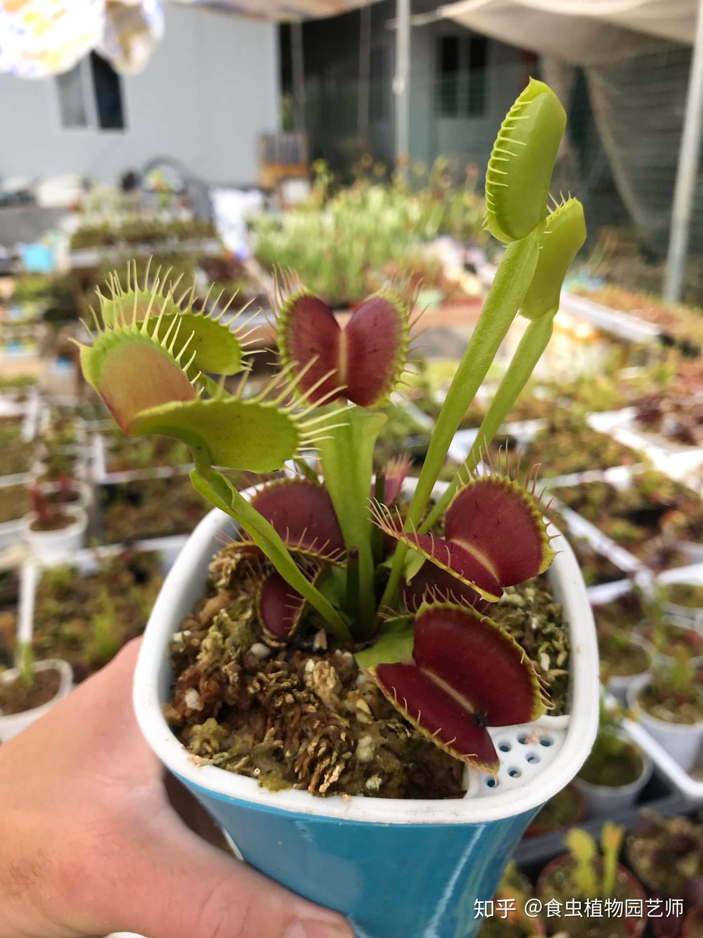 食虫植物花园里的食人花开花了捕蝇草夏季该如何度夏 知乎