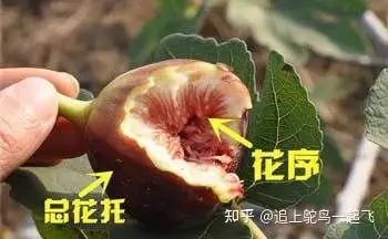 无花果花到底在哪里鸵鸟带您一探究竟