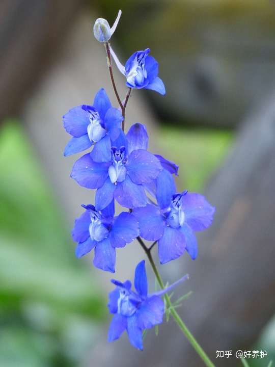 盘点10种蓝色的花 哪种最蓝 你喜欢哪种蓝花儿 知乎