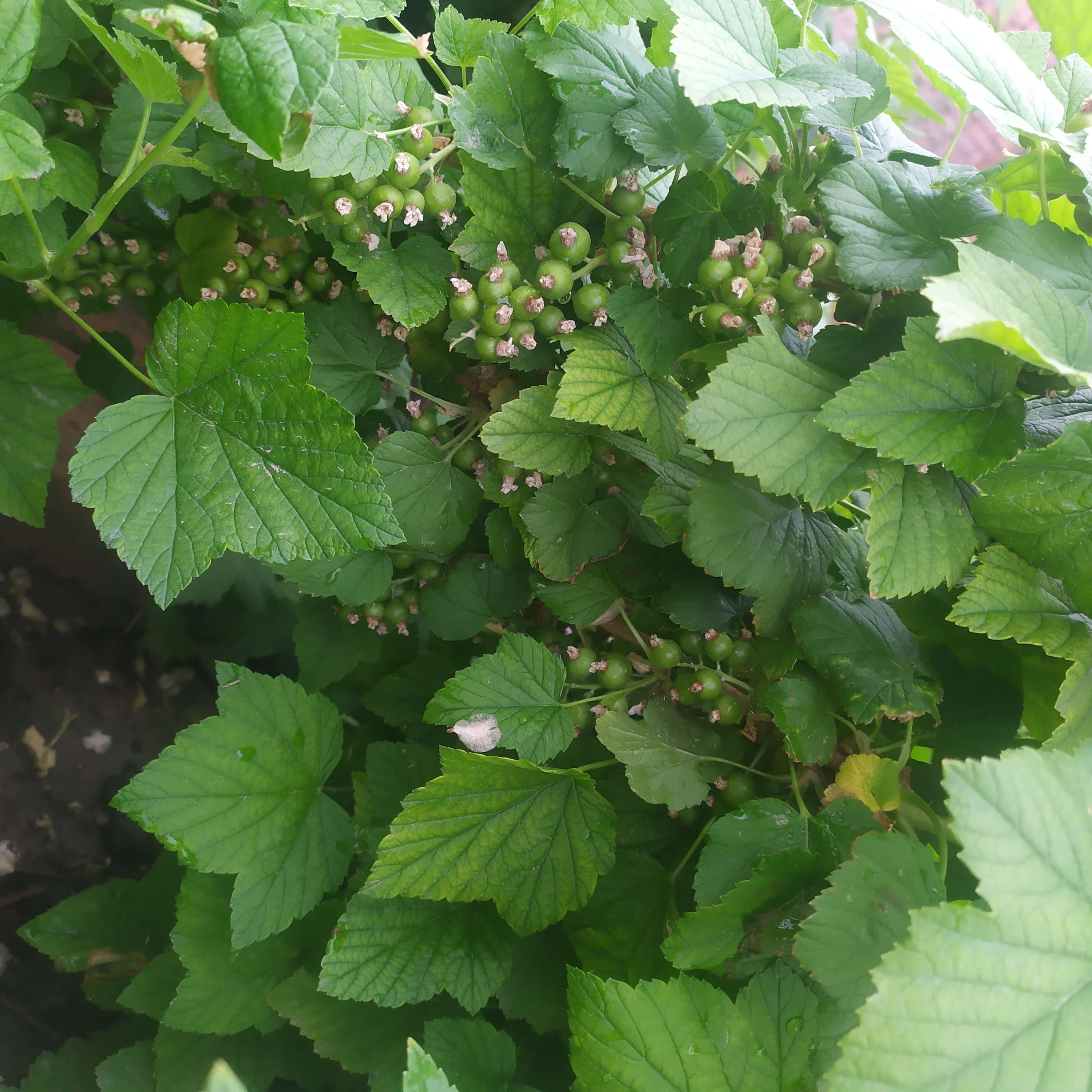 荒野拾遗录 的想法: 黑加仑 - 知乎