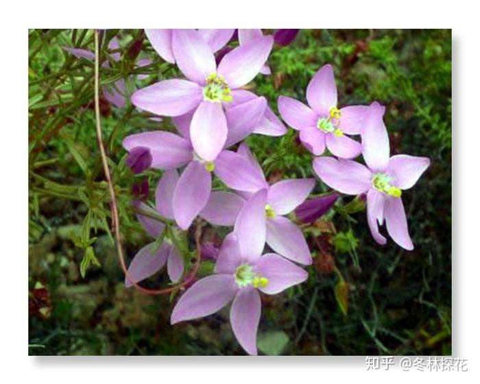 6月7日的生辰花 百金花 知乎