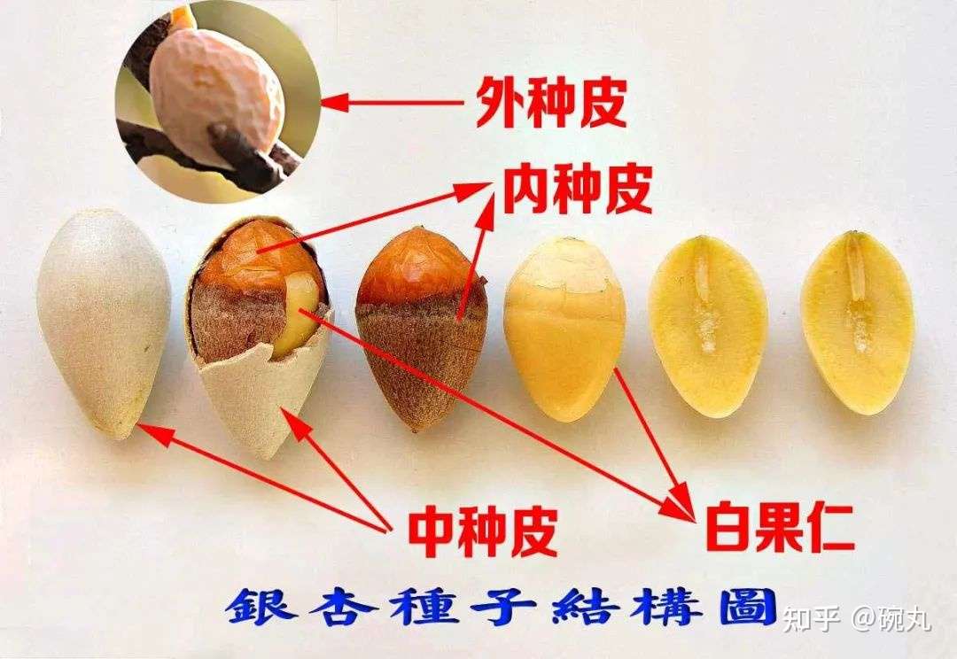 银杏 金秋之味 人生之味 知乎