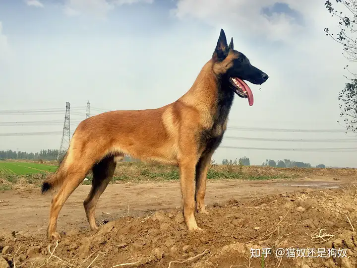 为什么马犬越来越少人养？因为一般人都养不了（为什么马犬越来越少人养?因为一般人都养不了）