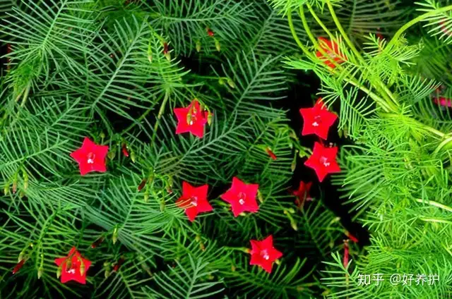 阳台养一盆 五角星 花 惊艳了 知乎