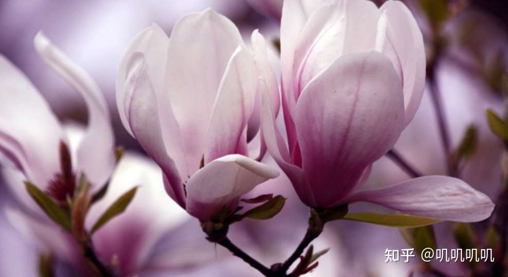 11月2日十二星座运势红榜下 双鱼座运气棒棒哒 贵人运很给力 知乎